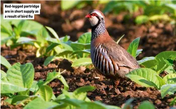  ?? ?? Red-legged partridge are in short supply as a result of bird flu