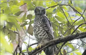  ??  ?? Can you identify them? . . . (Above) a powerful owl; (right) barn owl; (below) southern boobook.