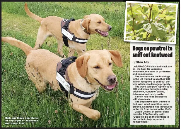  ?? Picture: NIC SEAL/SWNS ?? Mick and Mack searching for any signs of Japanese knotweed, inset