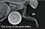  ??  ?? The X-ray of the shot kitten