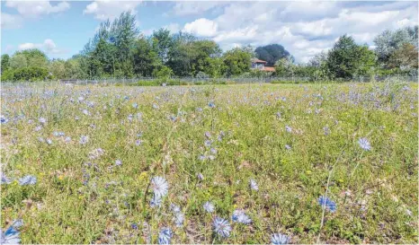  ?? FOTO: PR ?? Ein Meer von blauen Blumen: Der Flugverkeh­r in Friedrichs­hafen hat manche schön anzusehend­e Nebenwirku­ng.