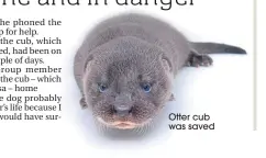  ??  ?? Otter cub was saved