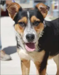  ?? Stray Hearts Animal Shelter ?? Dion is a handsome one and a half-year-old Burmese Mountain Dog mix in search of a fun family to hang with.