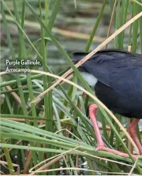  ??  ?? Purple Gallinule, Arrocampo