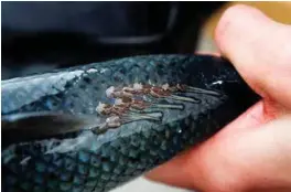  ?? FOTO: NTB SCANPIX ?? Her er «fienden» og årsaken til at oppdrettsn­æringen betaler godt for leppefisk: Lakselus. Det kan sitte mange titals av lusa på hver fisk og forårsaker sår som igjen åpner for infeksjone­r.