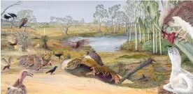  ?? Illustrati­on: John Barrie ?? ‘There’s a Diprotodon … being worked at by rip-tearing birds of prey.’ Artist John Barrie used new palaeontol­ogical discoverie­s to reconstruc­t Pleioscene-era Naracoorte.