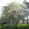  ??  ?? In early May, the serviceber­ry usually gets decked out in its fleeting finery. Clouds of little white flowers tend to appear abruptly all over the tree.