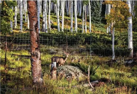  ?? Lance Oditt, Studio 47.60 North via The New York Times ?? Pando, the grove of 47,000 quivering aspen trees in Utah is being diminished by mule deer, foraging cattle and human mismanagem­ent.