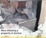  ??  ?? Mice infesting a property in Gorton