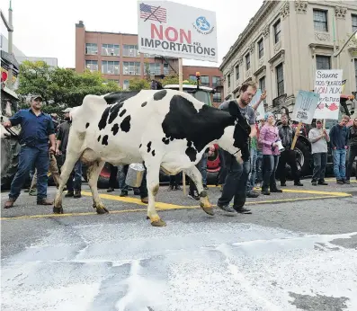  ?? SEAN KILPATRICK/ THE CANADIAN PRESS ?? Dairy farmers have been promised $ 4.3 billion in compensati­on by Stephen Harper.