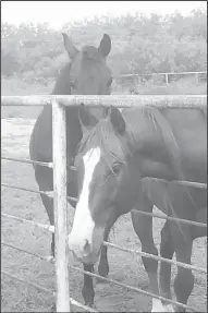  ?? Courtesy photos ?? Pictured are a few of Melanie Gambrell’s pets.