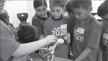  ?? Buy this photo at YumaSun.com PHOTO BY AMY CRAWFORD/YUMA SUN ?? AMANDA BROOKS’ FIFTH-GRADERS from O.C. Johnson elementary school, Jose Rios (head down), Austin Garcia, Cristofer Arias, and Juan Ramirez, pet the cat skeleton of biology professor Daniel Davis at Arizona Western College on Tuesday morning. Nearly 140...