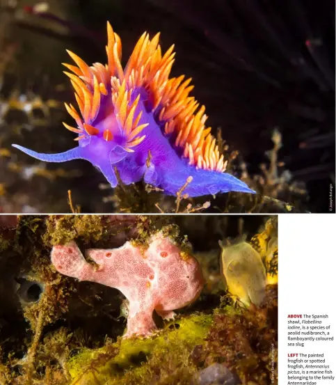  ??  ?? ABOVE The Spanish shawl, Flabellina iodine, is a species of aeolid nudibranch, a flamboyant­ly coloured sea slug
LEFT The painted frogfish or spotted frogfish, Antennariu­s pictus, is a marine fish belonging to the family Antennarii­dae