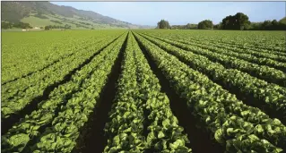  ?? Zuma Press/tns ?? Romaine lettuce grows with the Santa Lucia Mountains in the background in Salinas Valley in 2014. A field of romaine lettuce in the Salinas Valley. An outbreak of E. coli linked to romaine lettuce grown in the Salinas Valley ended on Jan. 15, according to the Centers for Disease Control.