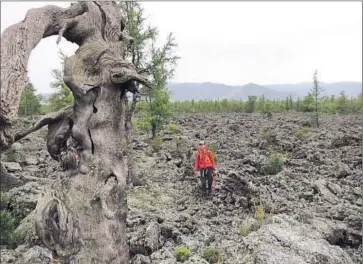  ?? Kevin Krajick
Ear th Institute ?? AN ANCIENT tree grows in a lava field in central Mongolia. Scientists examining the rings of similar trees say they revealed a period of unusual warmth and wetness in the early 13th century when Genghis Khan ruled.