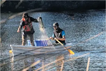  ?? Photos by Liz Hafalia / The Chronicle ?? Above: Jonathan Young (left) and Dave DuBose pull in gill nets squirming with nonnative fish as part of the effort to remove Mountain Lake’s invasive species.