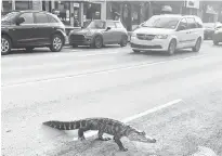  ?? @MAYSSAMAHA VIA TWITTER ?? See you later, alligator: Yes, that really was one crossing Jarry St. in Montreal on Sunday..