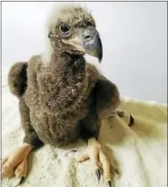  ?? COURTESY OF AL CECERE — AMERICAN EAGLE FOUNDATION ?? DC4, a baby eaglet, after being rescued from a nest after it got its foot caught in a tree limb. It appears not to have broken any bones.