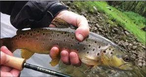  ?? Arkansas Democrat-Gazette/BRYAN HENDRICKS ?? The author caught his first trout on his new Reilly Kildare 4-weight fly rod at Mossy Shoal in July 2018.