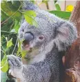  ??  ?? HANGING OUT: Rainforest­ation Nature Park currently houses five female koalas, three of which are pregnant