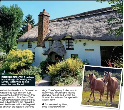  ??  ?? BRITISH BEAUTY: A cottage in the village of Cockington, Devon. Inset: Wild ponies roam the New Forest