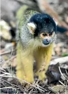  ??  ?? One of the 12 squirrel monkeys left shaken after their enclosure at Wellington Zoo was broken into.