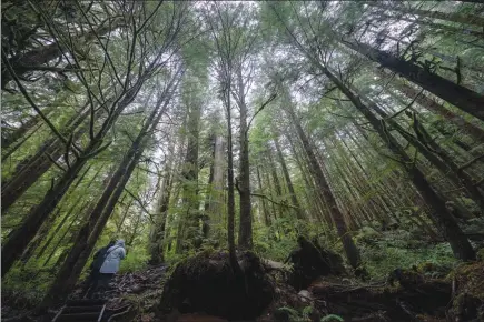  ?? The Canadian Press ?? A couple are dwarfed by old growth tress as they walk in Avatar Grove near Port Renfrew, B.C. Tuesday, Oct. 5, 2021. The British Columbia government says it’s expanding the logging deferral of old-growth forests to 2.1 million hectares, while bringing in new innovation­s to better care for forests.