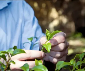  ??  ?? The fingers are used to gently pinch two soft young leaves and the bud of an unfurled leaf from the bush.