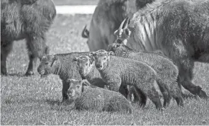  ?? GRAHM S. JONES/COLUMBUS ZOO AND AQUARIUM ?? From March 11 to April 13, nine Sichuan takin were born to experience­d mothers at The Wilds.