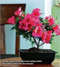  ??  ?? POKOK azalea mempunyai racun tahap rendah bagi haiwan peliharaan dan manusia.