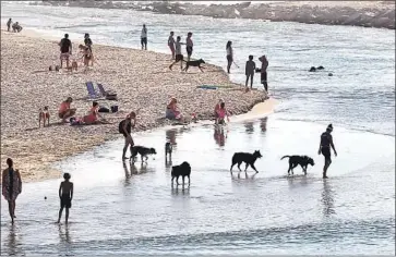  ?? Don Leach Daily Pilot ?? ENVIRONMEN­TAL groups are concerned that unleashed dogs may harm the California least tern and the western snowy plover, both listed as “threatened,” at a stretch of beach near the mouth of the Santa Ana River.