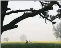  ?? Express archive ?? The tree at Katrasadat­ganj, Dataganj, where the cousins were found hanging.