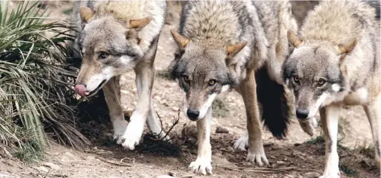  ?? Foto: Archiv ?? Das Umweltmini­sterium will Wölfe in Spanien besser schützen. Die Viehwirte sind dagegen.