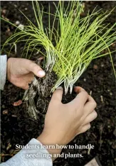  ??  ?? Students learn how to handle seedlings and plants.