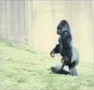  ?? PHILADELPH­IA ZOO FACEBOOK ?? Louis, a gorilla at the Philadelph­ia Zoo, can be seen walking bipedally with snacks in his hands in this screen capture from a video posted to the zoos Facebook page.