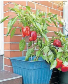  ?? ?? Auch in Töpfen lässt sich Gemüse ziehen. Paprika etwa eignen sich gut dafür.