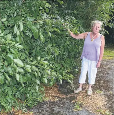  ?? Picture: Paul Amos FM4459768 ?? Sheila Lavender in Brogden Crescent, Leeds, by the overgrown hedge