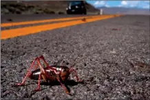  ?? ANDY BARRON/ THE RENO GAZETTE-JOURNAL VIA AP, FILE ?? In this file photo, a Mormon cricket crosses Pyramid Highway north of Sparks, Nev. Farmers in the U.S. West face a creepy scourge every eight years or so: Swarms of ravenous insects that can decimate crops and cause slippery, bug-slick car crashes as...