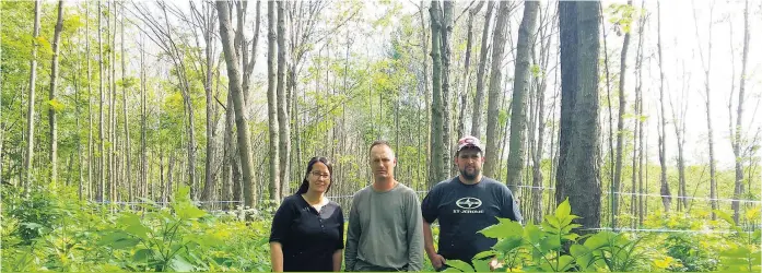  ??  ?? Judith Jetté, Éric Filion et Frédéric Jetté, des Sucreries Jetté à Mirabel, sont inquiets de voir leurs érables affaiblis par la livrée des forêts.