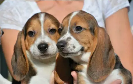  ?? REUTERS ?? These beagles were among seven from the first litter born by in-vitro fertilizat­ion.