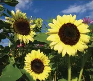  ??  ?? Sunflowers are a great choice for inspiring hope in the garden, and for birds that feed on their seeds.