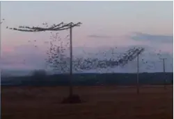  ??  ?? ABOVE: Starlings filmed bouncing on power lines. BELOW: The lucky cat rescued from a garbage separating machine and subsequent­ly made Deputy Environmen­t Minister.