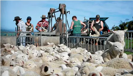  ?? PHOTO: DIANE BISHOP ?? Spain &amp; Smith tailing contractor­s hard at work tailing lambs late spring.