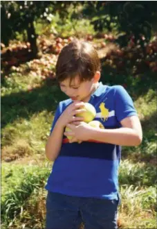  ?? PHOTO BY EMILY RYAN ?? A boy carries freshly picked apples.