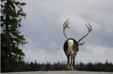  ?? Foto: imago/blickwinke­l ?? Darf er nun nach Norwegen oder nicht?