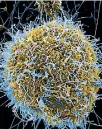  ?? PHOTO: NATIONAL INSTITUTES OF HEALTH ?? A global initiative aims to create vaccines against infectious diseases like the Ebola virus.