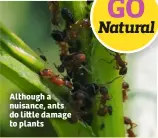  ??  ?? Although a nuisance, ants do li le damage to plants