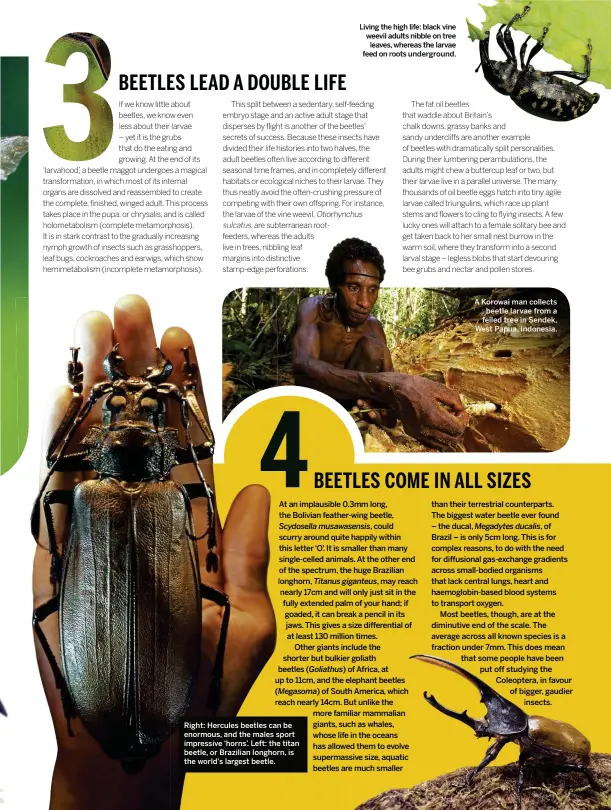  ??  ?? Right: Hercules beetles can be enormous, and the males sport impressive ‘horns’. Left: the titan beetle, or Brazilian longhorn, is the world’s largest beetle. Living the he high life: black vine weevil vil adults nibble on tree leav aves, whereas the...