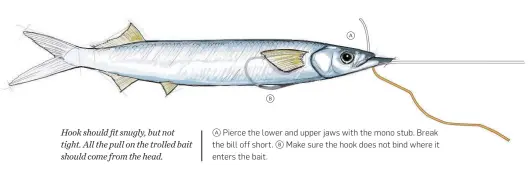  ??  ?? a ba Pierce the lower and upper jaws with the mono stub. Break the bill off short. b Make sure the hook does not bind where it enters the bait. Hook should fit snugly, but not tight. All the pull on the trolled bait should come from the head.