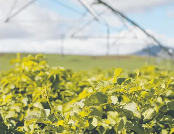  ?? Picture: MATHEW FARRELL ?? Potato farmers say a major supplier has been issuing unfair contracts.